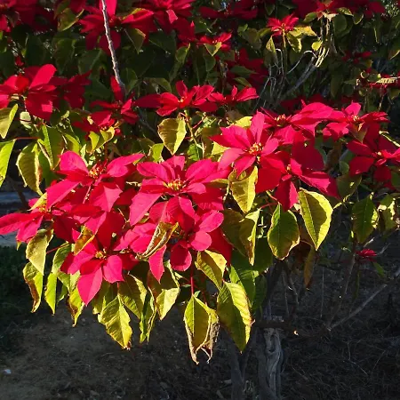 Quinta Do Juliao 別荘