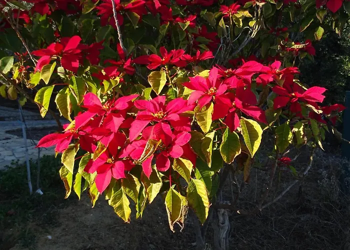 Quinta Do Juliao Hébergement de vacances